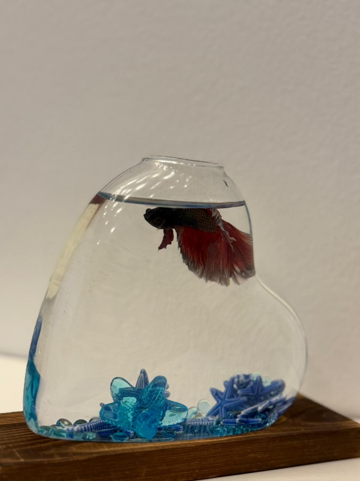 Dekoratives Herz-Mini-Aquarium